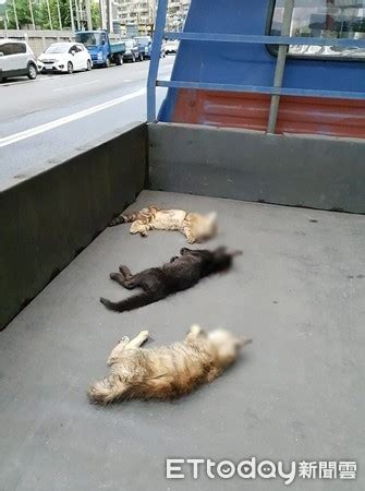 貓咪死掉